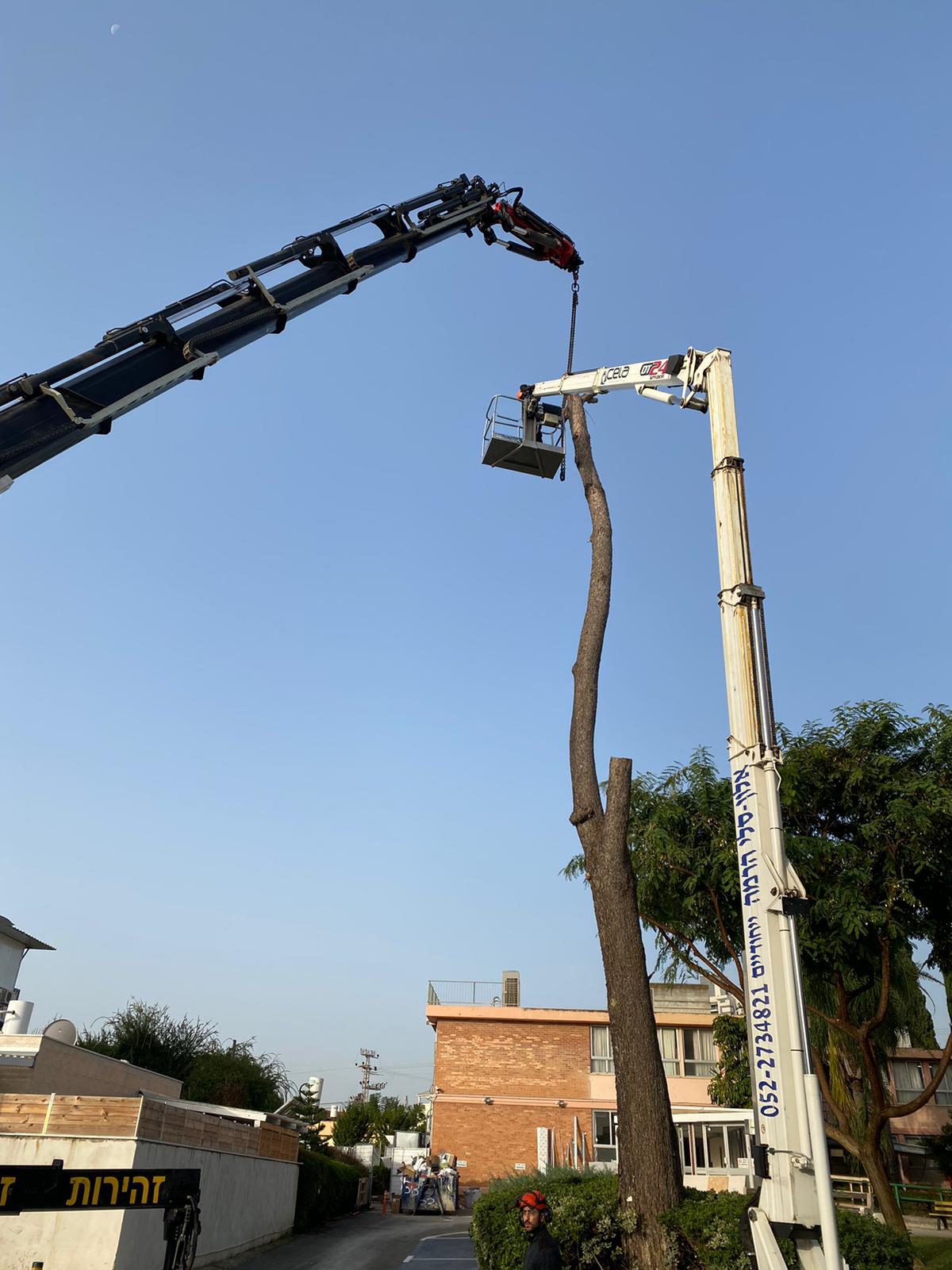 כריתת עץ גבוה בעזרת מנוף סל ומנוף הרמה